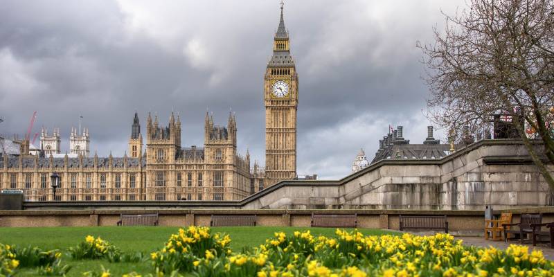 Daffodils outside the Houses of Parliament