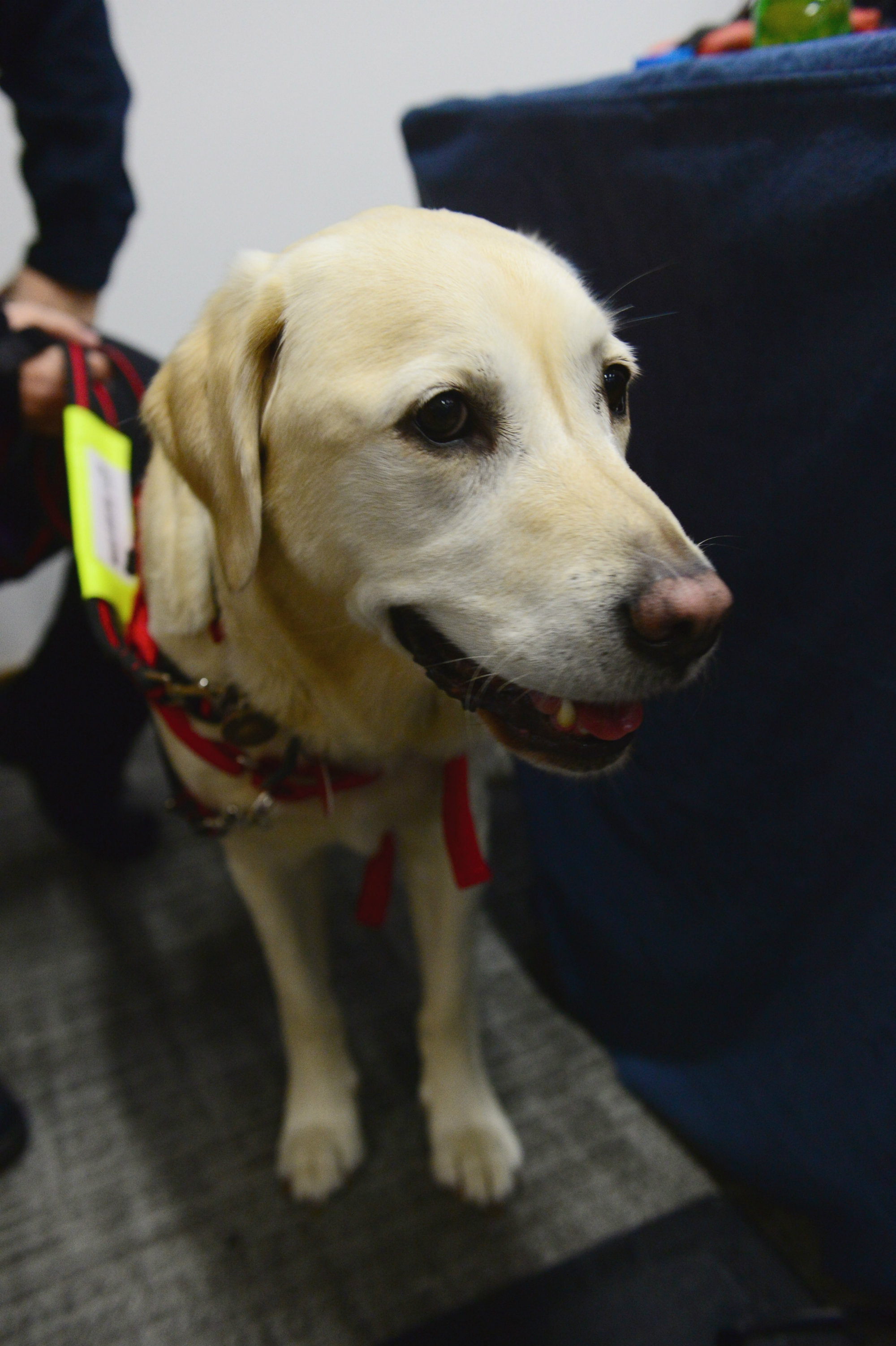 Pet therapy dog at Congress 2018